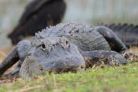 Alligators in the Everglades 